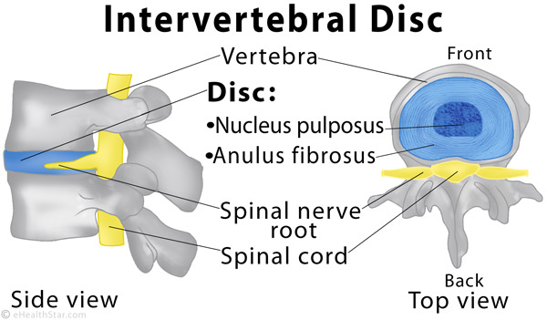Spinal or intervertebral disc (blue)